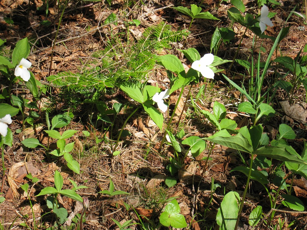 Mackinaw Island Area May 2008 0922.jpg - May 24 2008 a trip to Mackinac City for a 5 M race and a visit to Mackinac Island. A day to the UP, Paradise, Whitefish Point and Tahquamen Falls. This was followed by trips to Petoskey and Charlevoix.